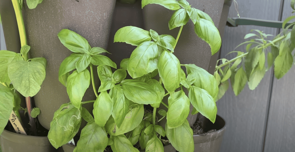 Basil plant